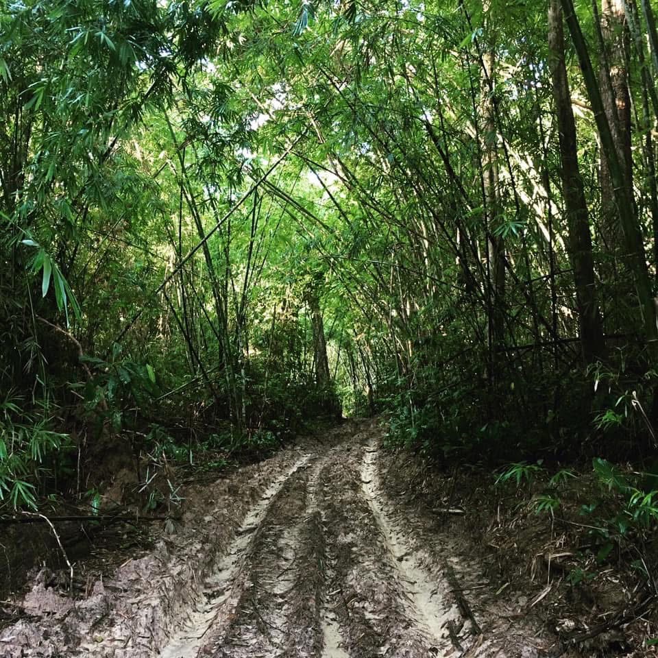 Into the Forest — Attapeu Trails